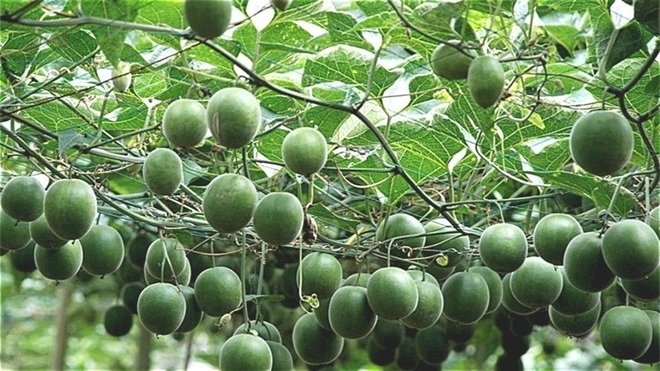 Monk fruit, 300 times sweeter than sugar, is a better alternative to sugar in diabetes