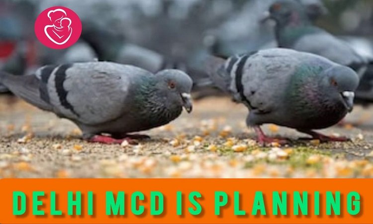 दिल्ली नगर निगम (एमसीडी) कबूतरों को दाना