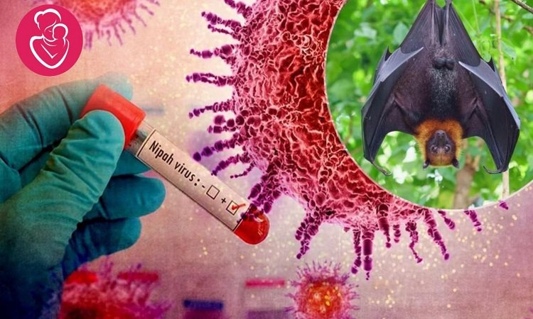 Nipah Virusनिपाह वायरस के स्वदेशी टीका पर रिसर्च जारी (Research continues on indigenous vaccine for Nipah virus)