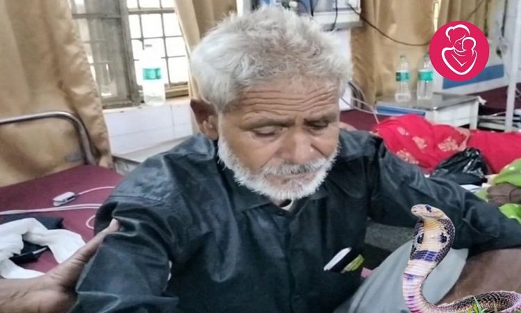 Snakes Bite: भारत में 90 प्रतिशत सर्प जहरीले नहीं, लापरवाही ना बरतें